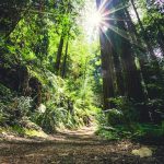 holystis-guide-8